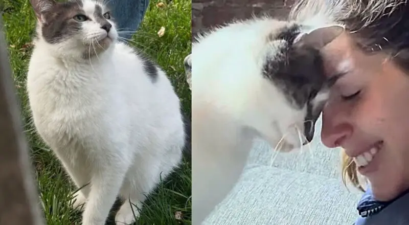 Cat Waits in Park, ‘Trimming’ the Lawn and Hoping People Find Him and Recognize His Greatness