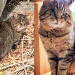 Cat Wanders onto Patio After Years of Living on the Streets, Not Knowing His Life is About to Change