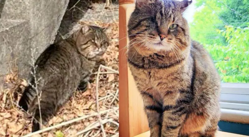 Cat Wanders onto Patio After Years of Living on the Streets, Not Knowing His Life is About to Change