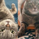 Cat Wants to Be Everyone’s Neighbor and Admired by Many, Then Decides One Day He’s Ready for Fresh Start