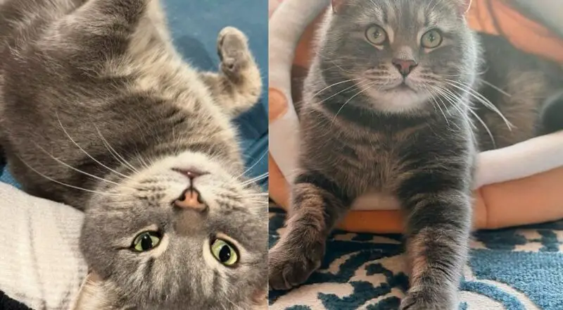 Cat Wants to Be Everyone’s Neighbor and Admired by Many, Then Decides One Day He’s Ready for Fresh Start
