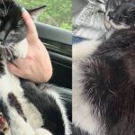 Cat Went into Kind Person’s Car and Acted Like She Belonged There, Ready to Turn Her Life Around