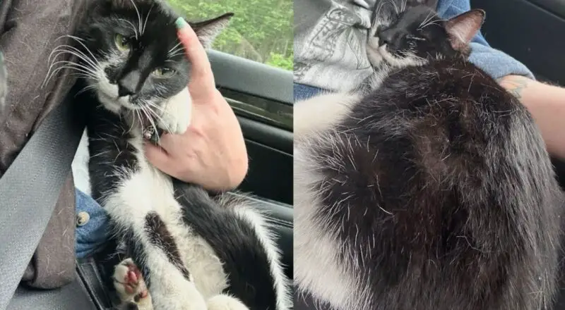 Cat Went into Kind Person’s Car and Acted Like She Belonged There, Ready to Turn Her Life Around