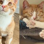 Cat Who Started Life Near Subway Tracks Discovers Comfort of a Home, Transforming His Entire World