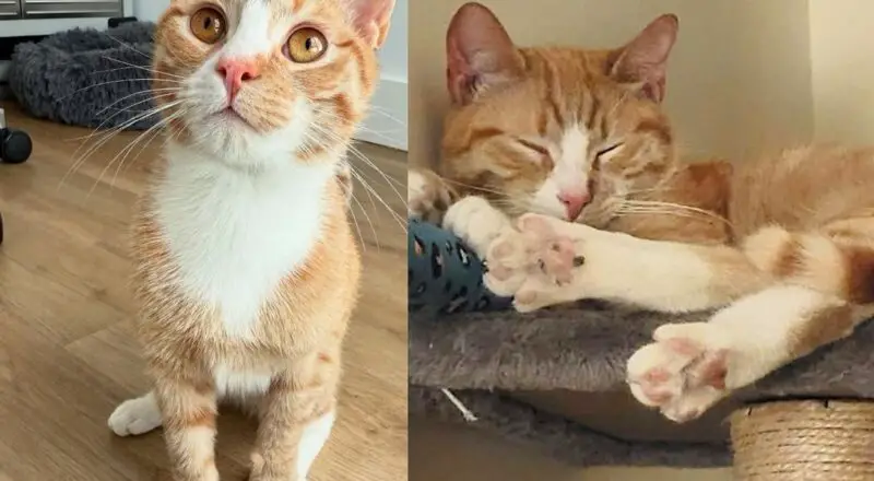 Cat Who Started Life Near Subway Tracks Discovers Comfort of a Home, Transforming His Entire World