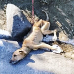 Chained, Starving, and Ignored, This Dog Took Months to Trust Again