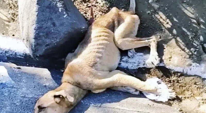 Chained, Starving, and Ignored, This Dog Took Months to Trust Again