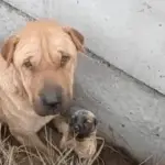 Dog Begs for Help to Save Her Last Puppy2