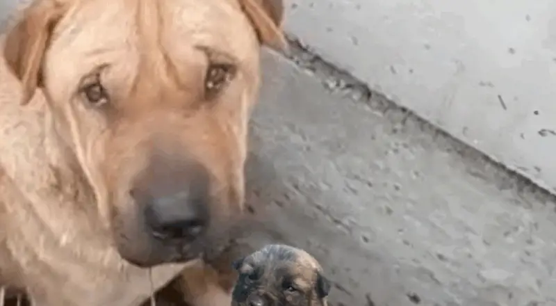 Dog Begs for Help to Save Her Last Puppy2