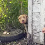 Dog Chained In Abandoned Backyard Can’t Believe He’s Finally Being Rescued