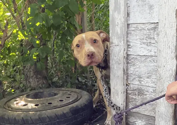 Dog Chained In Abandoned Backyard Can’t Believe He’s Finally Being Rescued