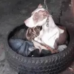 Dog chained to post can’t even rest head – then animal hero decides there’s only one thing to do