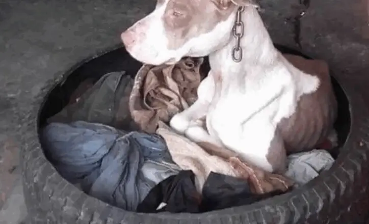 Dog chained to post can’t even rest head – then animal hero decides there’s only one thing to do