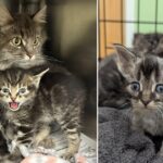 Fluffy Family Abandoned at Shelter Gate in the Rain Find Hope and a New Sibling