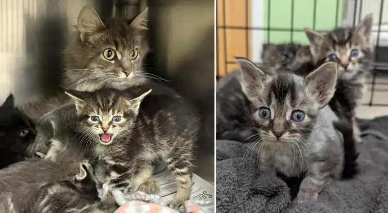 Fluffy Family Abandoned at Shelter Gate in the Rain Find Hope and a New Sibling