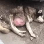 From Abandonment to Unconditional Love