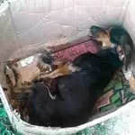 From Abandonment to a Life of Love