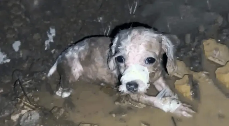 From Abandonment to a Loving Home: Lucky’s Incredible Journey