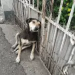 From Cruelty to Comfort: Preciosa’s Inspiring Journey