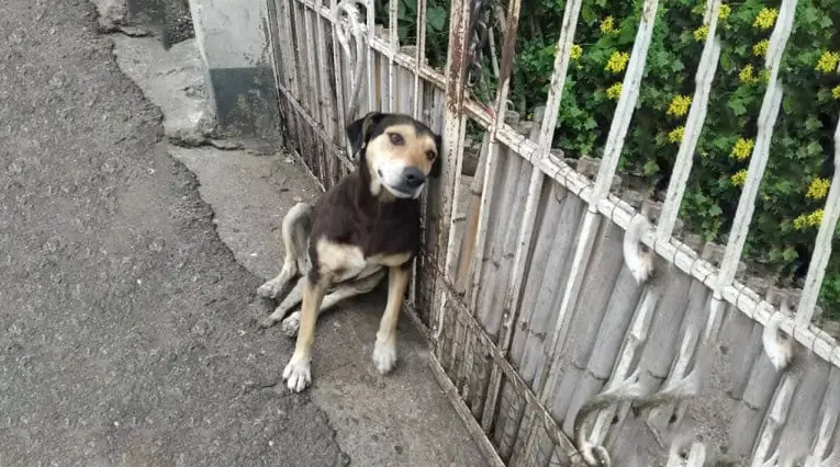 From Cruelty to Comfort: Preciosa’s Inspiring Journey