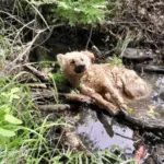 From Freezing Waters to a Warm Home: Mulan’s Journey of Resilience