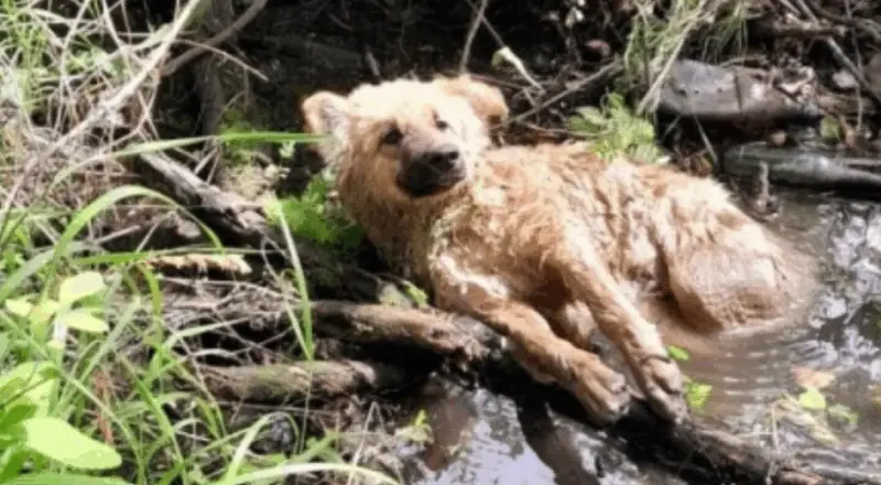 From Freezing Waters to a Warm Home: Mulan’s Journey of Resilience