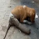 From Injured Stray to Loved Family Pet: Scooter’s Inspiring Recovery Journey