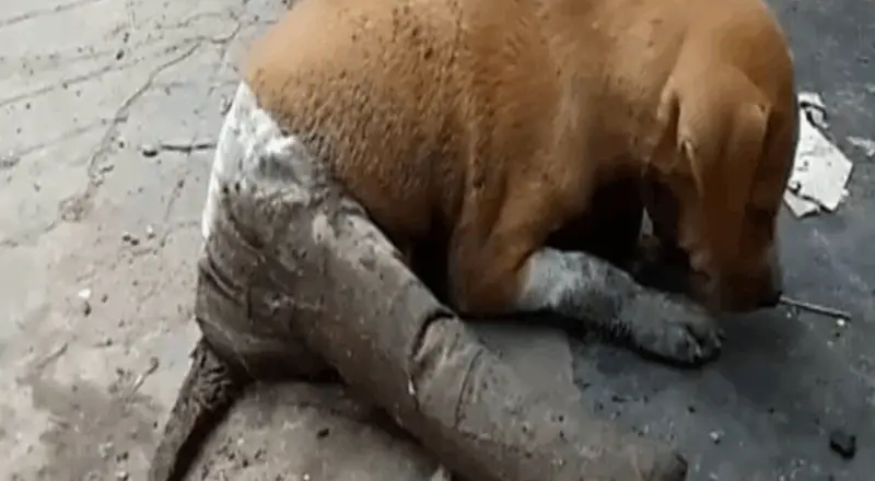 From Injured Stray to Loved Family Pet: Scooter’s Inspiring Recovery Journey