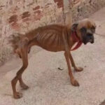 From Neglect to New Beginnings: Felix’s Inspiring Transformation