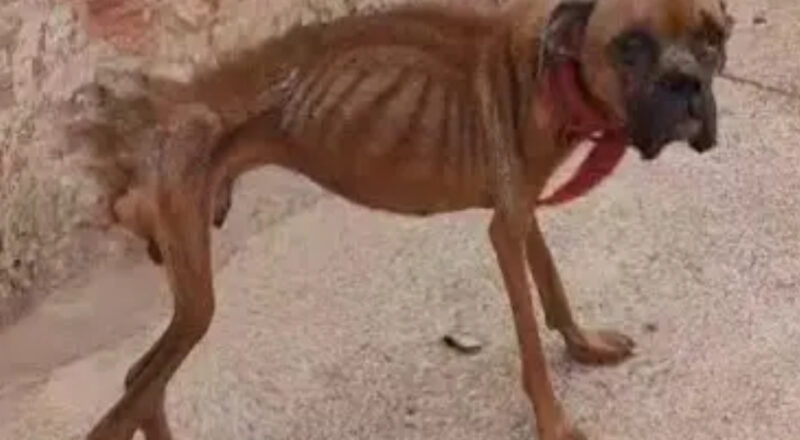 From Neglect to New Beginnings: Felix’s Inspiring Transformation