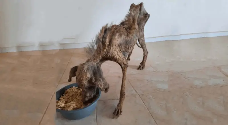 From Neglect to Renewal With Love and Care