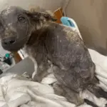 From Neglect to a Bright New Beginning!