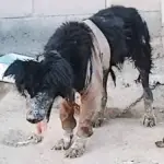 From Neglect to a Loving Home