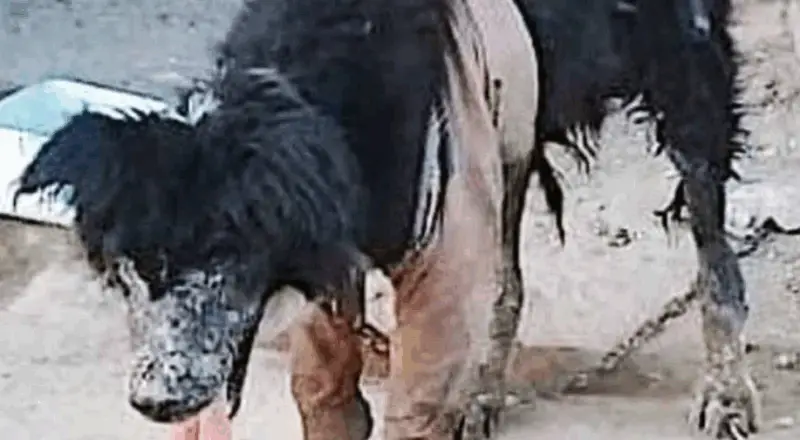From Neglect to a Loving Home