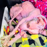 From the Brink of Death to Pure Joy: Starved Dog’s Incredible Comeback