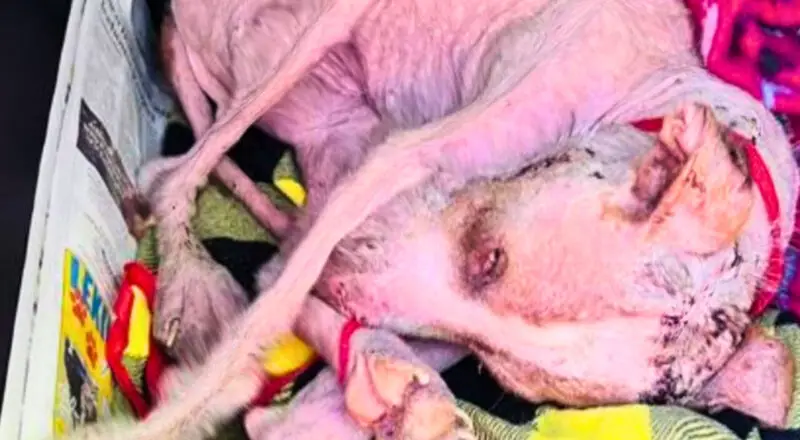 From the Brink of Death to Pure Joy: Starved Dog’s Incredible Comeback