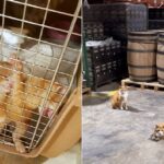 Girls Run this World! Women Owned Distillery Home to Four Female Ginger Cats