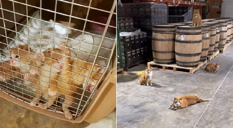 Girls Run this World! Women Owned Distillery Home to Four Female Ginger Cats