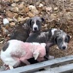 Hairless, Scared, and Bleeding, These Puppies Clung to Each Other for Warmth