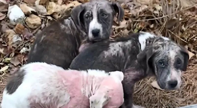 Hairless, Scared, and Bleeding, These Puppies Clung to Each Other for Warmth