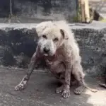 He Begged His Owner Not to Let Me Take Him — But the Owner Didn’t Look at Him Once