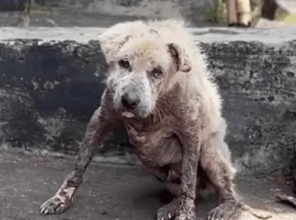 He Begged His Owner Not to Let Me Take Him — But the Owner Didn’t Look at Him Once