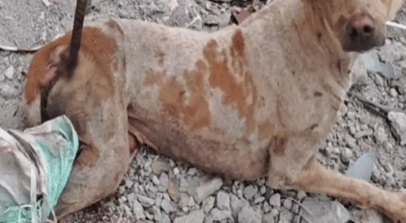 Impaled by an Iron Bar, This Dog Endured Pain and Fear But Never Lost Hope