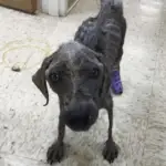 Jewel’s Miraculous Journey to a New Life