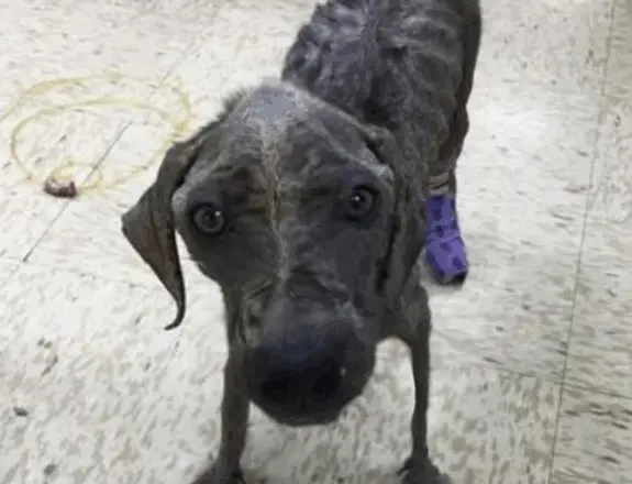 Jewel’s Miraculous Journey to a New Life