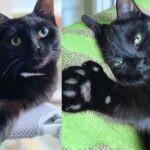Kitten Followed Other Cats to House, Once Indoors, He Turned into Happy Little ‘Retriever’