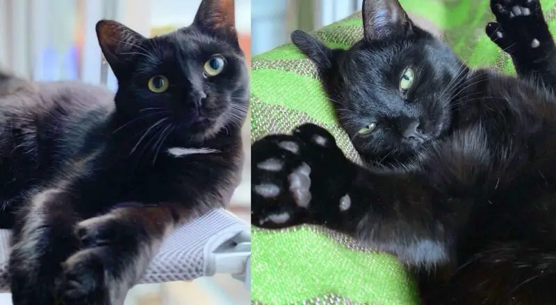Kitten Followed Other Cats to House, Once Indoors, He Turned into Happy Little ‘Retriever’