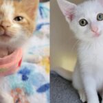 Kitten Found Hiding on Car Tire Truly Thrives When She Meets 3-legged Cat that Needs Her