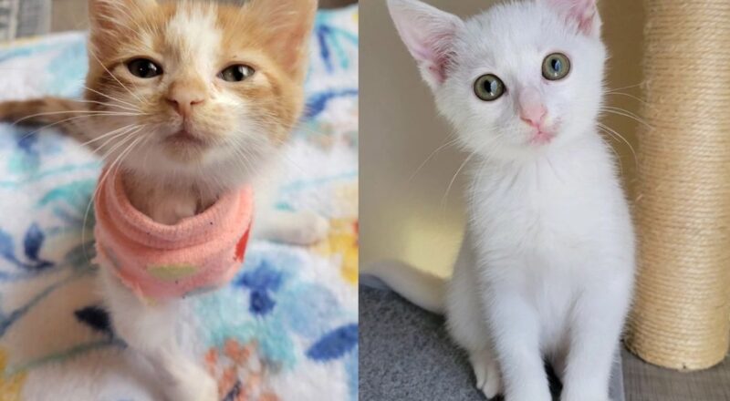 Kitten Found Hiding on Car Tire Truly Thrives When She Meets 3-legged Cat that Needs Her