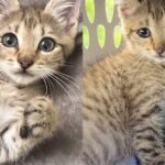 Kitten Found Himself in a Drain Unable to Get Out, Many Came Together to Help the Young Cat